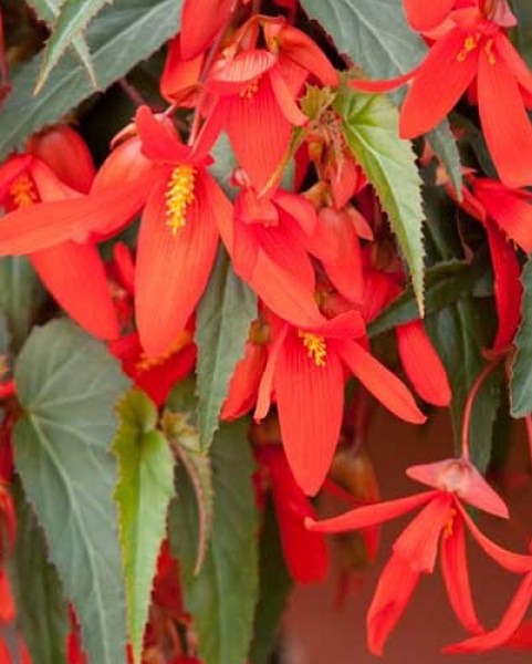 Begonia Santa Cruz